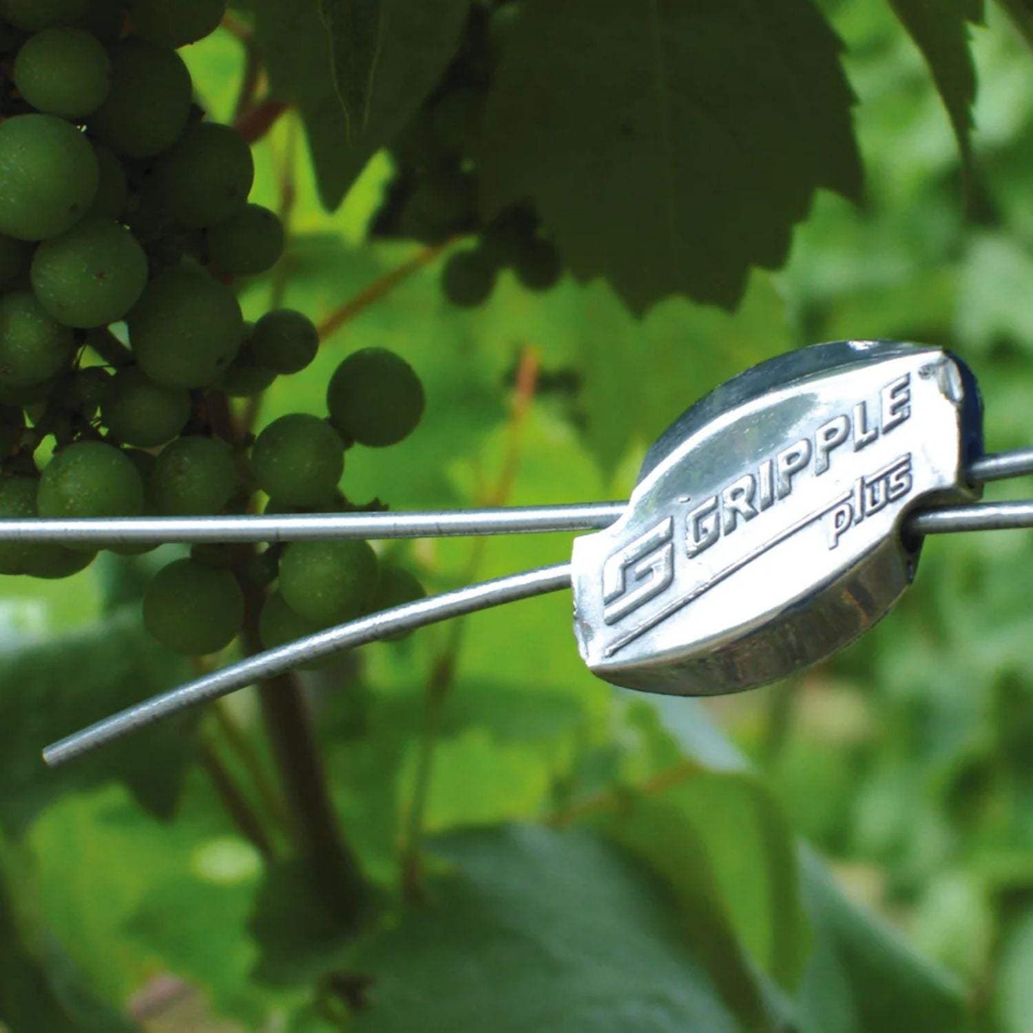 A Gripple Plus wire joiner clamping two trellis lines in a vineyard with green grapes in the background.
